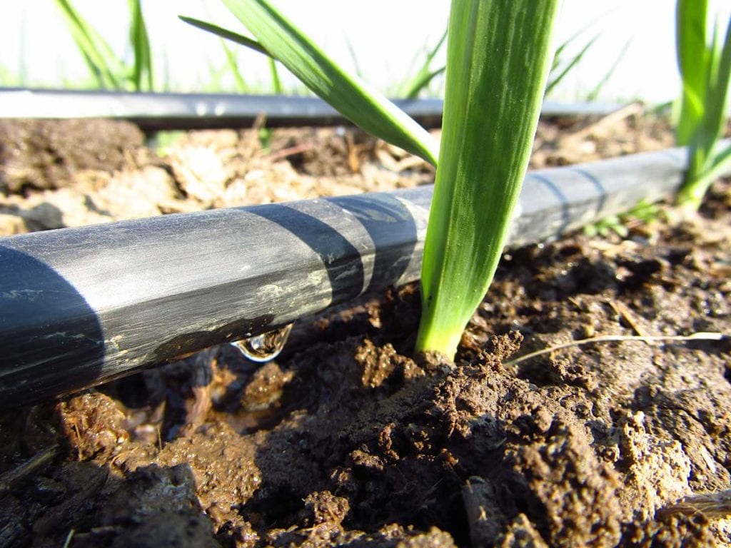 irrigation drip saving irrigatie ail irrigazione goccia commercial bewaart systeem druppelbevloeiing trickle fertilisants rapproch h2o conservazione angibaud microirrigation syst conomie