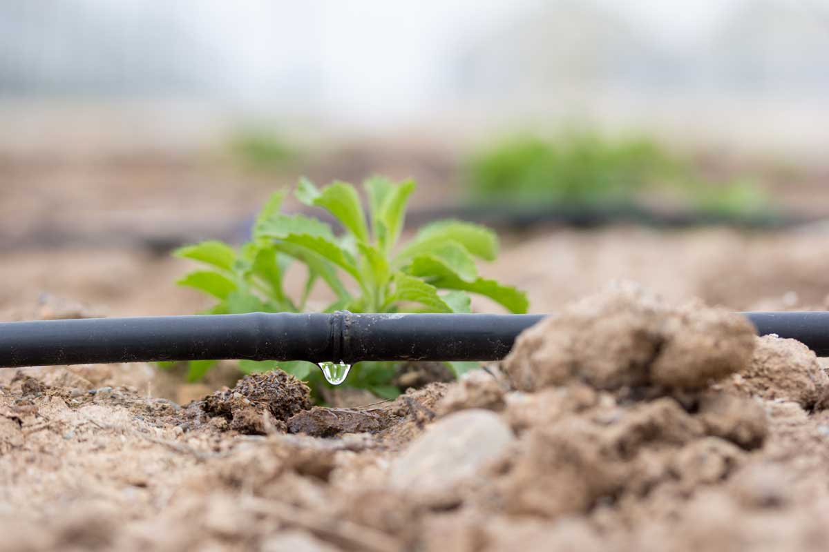 drip-irrigation-vs-sprinkler-irrigation-farming-agri-farming