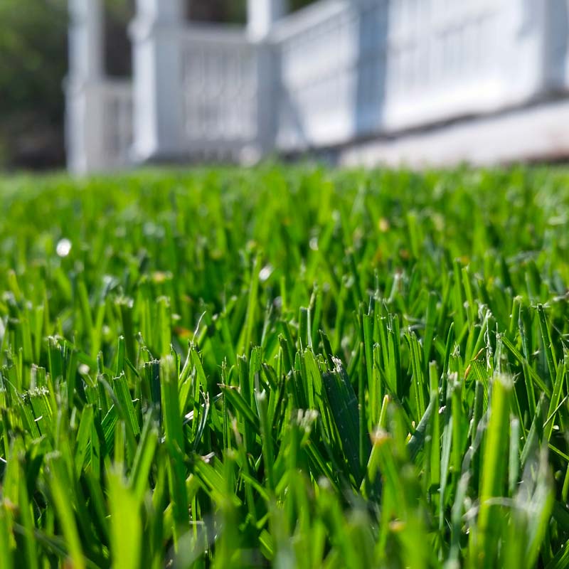 Lawn Fertilizer Company closeup on gorgeous green blades of grass on a lawn with house in background lawn care