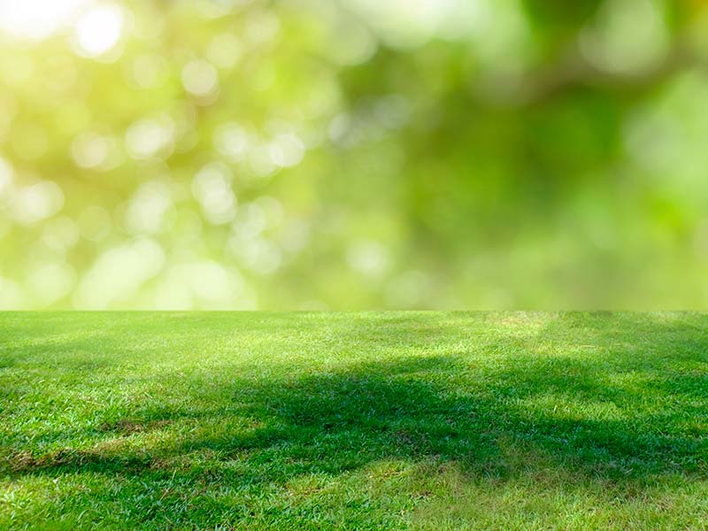 Lawn Maintenance Company beautiful green lawn with dappled sunlight lawn care