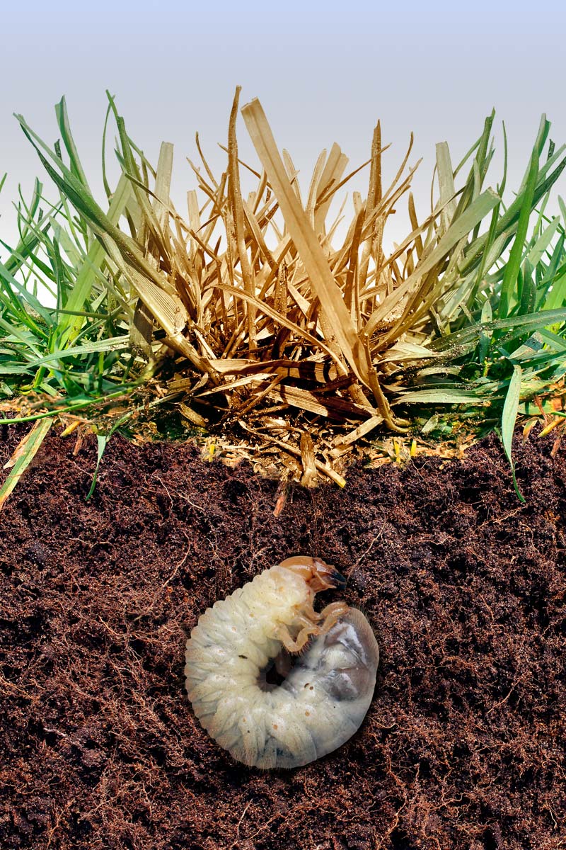grub control and treatment service lawn grub treatment company grub prevention service larva damaging grass roots causing a brown patch lawn care