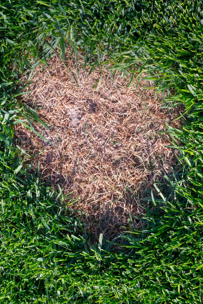 lawn insect control lawn insect and pest control service lawn care and pest control brown patch of lawn from insects lawn care