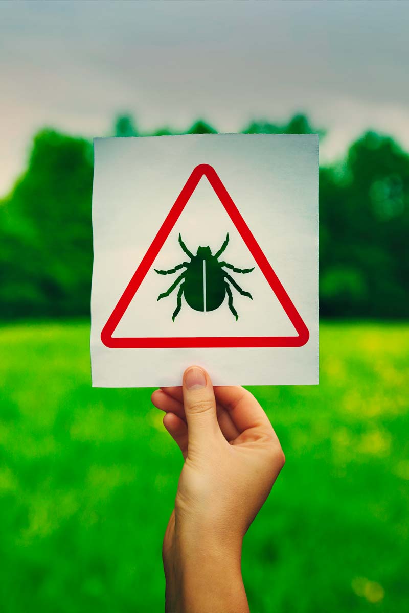 tick treatment for the yard tick control for the yard tick lawn treatment Hand holding a warning sign for ticks over a green lawn lawn care